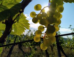 varalja retfold zengo2021 scaled