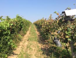 464680040 27428061200171379 786841409829637117 n