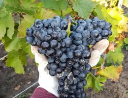 szuret kekfrankos 2020