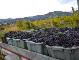 szuret pinot noir 2020